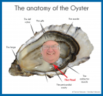 Oyster anatomy.Frank.med res.jpg